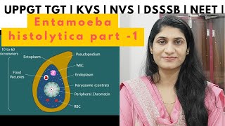 Entamoeba histolytica  Protozoa  Animal kingdom  UPPGT TGT biology  DSSSB  KVS  NVS  NEET [upl. by Case]