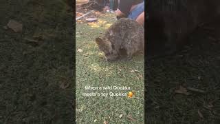 Cute Wild Quokka  shorts quokka [upl. by Eillime]