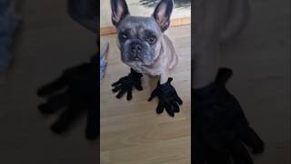 Ein nasser Lappen frenchie frechbulldog funnydog bulldog pets frenchbulldoglove funnyanimal [upl. by Ydoc]