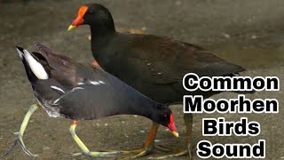 Common Moorhen birds sound  Jal morgi ki awaz  Suara birds voice [upl. by Stephen]