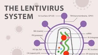 The Basics of the Recombinant Lentivirus System [upl. by Leban]