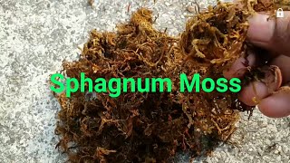 Moss grass sphagnum moss की विशेषताएं और अलंकृत बागवानी में इसके प्रयोग पर वैज्ञानिक जानकारी [upl. by Ignatz]