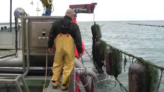 mussel spat harvesting with venturi system [upl. by Ocer]