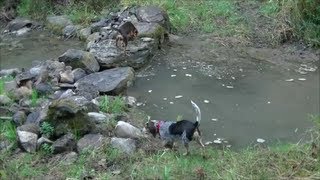 Beagle Boys Rabbit Hunting  The Last Day of Summer Training Hunt  92113 [upl. by Enrahs839]