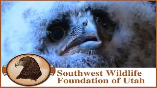 Feeding baby Great Horned Owl 4 21 13 [upl. by Hilel]