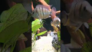 Cryptoheros cutteri pielęgnica błękitnooka parka doczekała się potomstwa 🥰 aquariumfish [upl. by Guglielmo]