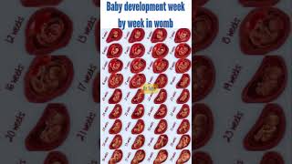 quotWomb Diary Babys Development Week by Weekquot Babys Growth Week growth babyweekly yt [upl. by Arden65]