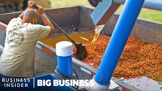 How Millions Of Pounds Of Coffee Are Processed At Hawaiian Coffee Farms  Big Business [upl. by Anyer]