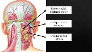 Suboccipital triangle [upl. by Ishmael58]