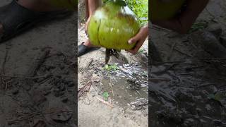 Best Coconut Fishing Trap By Pond Fishing shorts [upl. by Bonner]