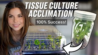 How to Acclimate Tissue Culture Plants [upl. by Wittie]