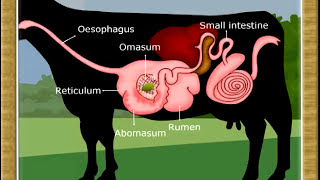 Life ProcessDigestion in Ruminants07 [upl. by Connell]