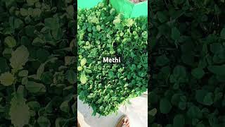 Grow bag me methi terracegardeningathome mom and son [upl. by Avril]