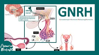 GNRH  Gonadotropin hormonereleasing hormone  GNRH analogues [upl. by Paolina383]