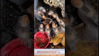 Brachypelma hamorii  Red Knee Tarantula [upl. by Christel]