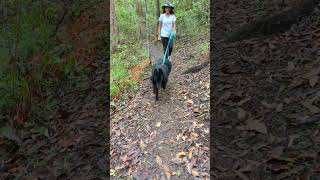 🐕‍🦺 Walk in forest with Groenendael dog belgiansheepdog groenendael hiking belgianshepherd [upl. by Brittni]