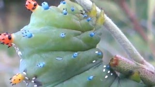 Cecropia Moth Caterpillar  Tachinid Fly egg infested [upl. by Eneg]