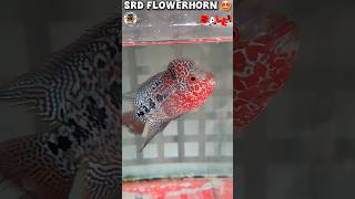 ♥️High Quality imported SRD FLOWERHORN with good head available for sale♥️flowerhorn farm coimbatore [upl. by Aokek]