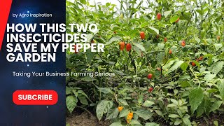 How this Two Insecticides Save my Pepper plantsgarden from Pest and Rot [upl. by Roux]