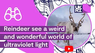 How animals adapt to their environment  Reindeer see a world of UVLight [upl. by Etnauq128]