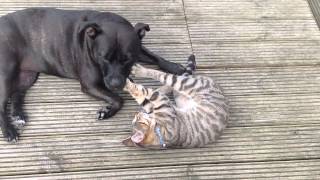 Staffordshire Bull terrier and cat [upl. by Croydon71]