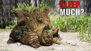 9 Most Incredible Cases Of Animal Hibernation [upl. by Whitebook780]