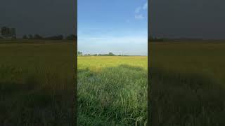 Homelands  Countryside​ nature lifestyle mountains countryside fields paddy harvest [upl. by Aveline]