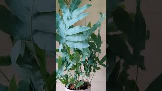 Флебодиум Блю стар комнатныерастения plants флебодиум phlebodium [upl. by Proudlove]