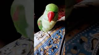 Ud jayega🦜 panchi pinjra 🪙 rahaiga khalisort ytshorts [upl. by Katsuyama]