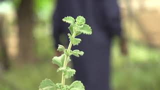 STEVIA CULTUVATION WITH OMUKENKUFU NYANZI JULIUS ENIMA YA STEVIA [upl. by Feldstein]