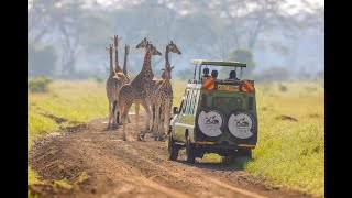 Rothschild Giraffe [upl. by Pollitt]