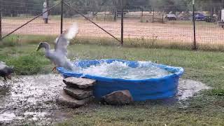 Duck Water Fun With Zoomies [upl. by Kenaz629]