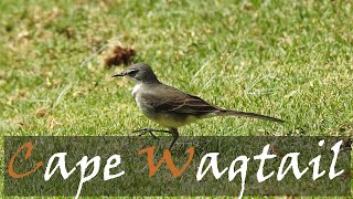 Cape Wagtail Motacilla capensis Bird Call amp Video  Garden Birding  Stories Of The Kruger [upl. by Mctyre]