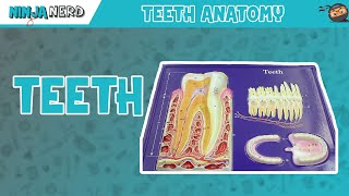 Gastrointestinal  Teeth Anatomy [upl. by Kcirtapnhoj190]