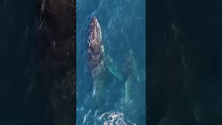 Whale Evolution From Land to Sea in 53 Seconds [upl. by Zaragoza]