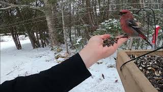 Scooping Pine Grosbeak December102020 [upl. by Regnij322]