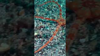 Ophiuroidea Brittle star belongs to Phylum Echinodermata [upl. by Africah]