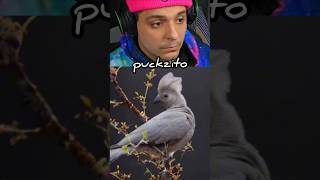 Aves de chernobyl parte 2 puckzito shorts [upl. by Nuaj]