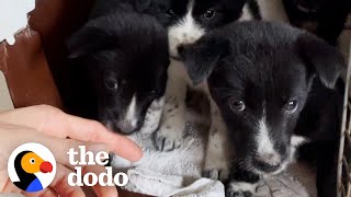 Woman Breaks Down Rescuing Puppies  The Dodo [upl. by Hebert602]