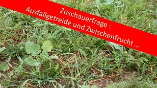 Zuschauerfrage  Ausfallgetreide und Zwischenfrucht [upl. by Kinson365]