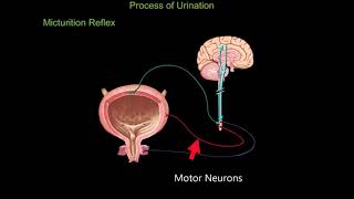 Micturition Reflex [upl. by Annayrb376]