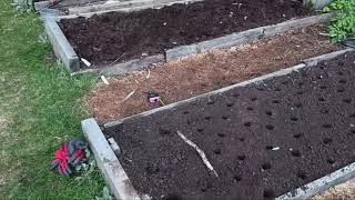 Sowing Garlic 28th September 2024 [upl. by Anthony158]