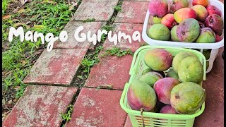 Guyanese Guruma [upl. by Jaye]