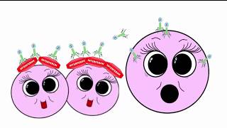 The Immune System  The Innate Nonspecific and the Adaptive Acquired Specific Immune Responses [upl. by Idnic]