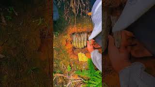 Harvesting wild honey bees honeybee [upl. by Clemmy]