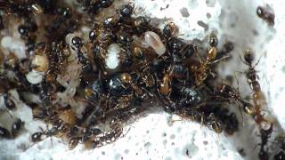 Keeping ants  S testaceusPavement antDay 389 new Ytong nest [upl. by Holihs]