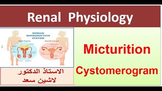 Micturition Reflex  Cystometrogram  Part 2 [upl. by Atiuqet43]