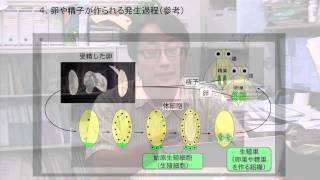 基礎生物学研究所論文紹介インタビュー 小林悟＆橋山一哉 [upl. by Aelem]