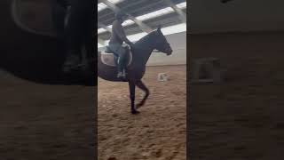 Cheval à vendre  Jument 4 ans  equirodibe [upl. by Petronella]