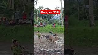 PACU JAWI 2024 short shorts shortvideo cow cowrace 2024 penjelajahminang [upl. by Englebert795]